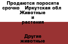 Продаются поросята срочно - Иркутская обл. Животные и растения » Другие животные   . Иркутская обл.